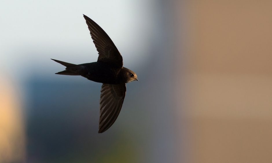 Kokiems paukščiams galime padėti žiemą iškeldami inkilus?