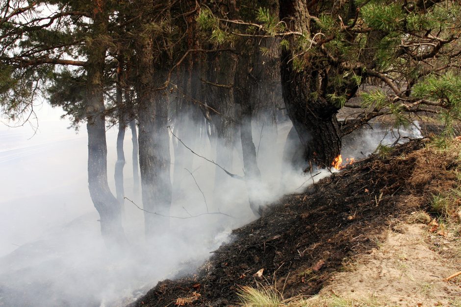 Lietuvoje vėl auga miškų gaisrų pavojus