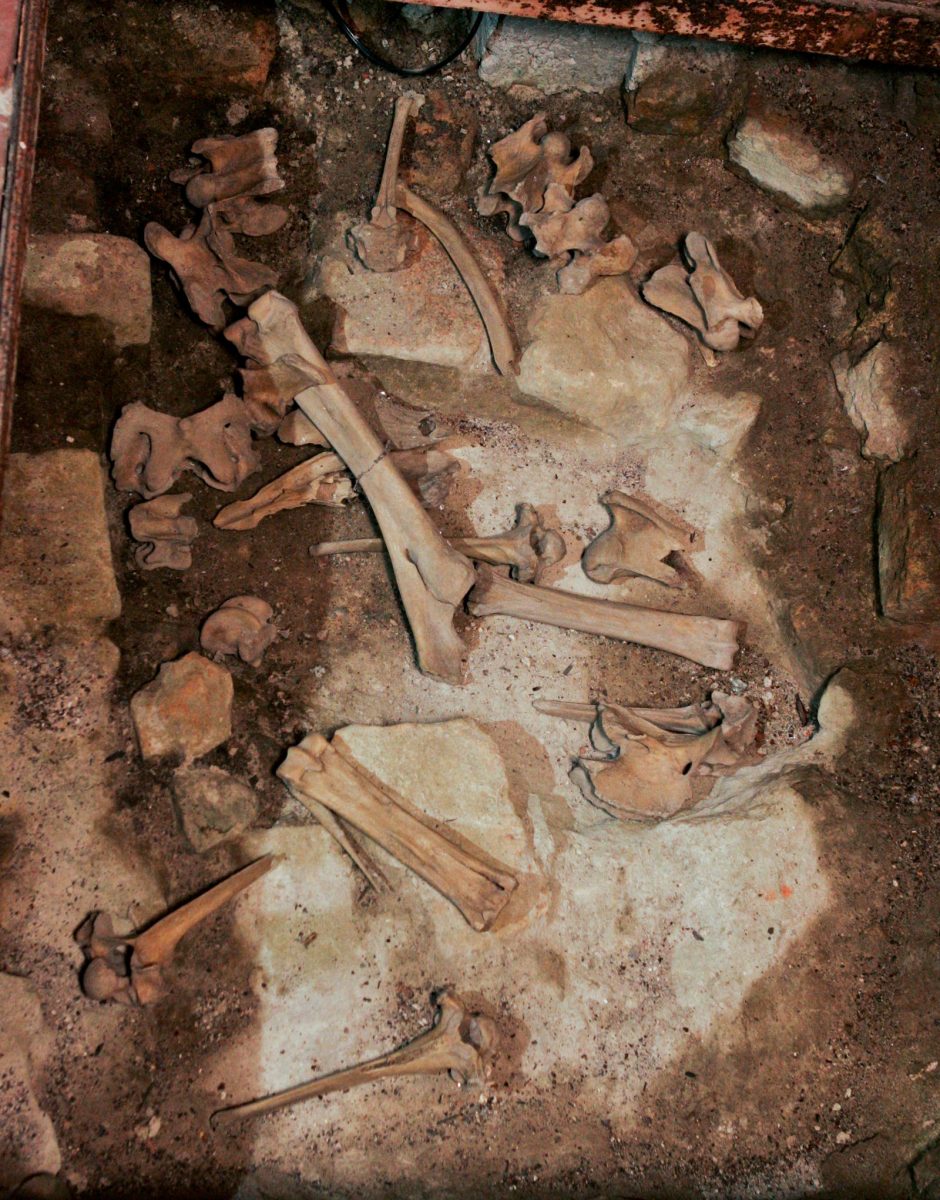 Pasvalio rajone rasti žmogaus kaukolės ir kaulų fragmentai