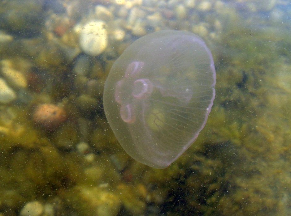 Lietuvos jūrų muziejus augina ir medūzas