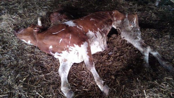 Neabejingus gyvūnų kankinimams kviečia pasirašyti peticiją