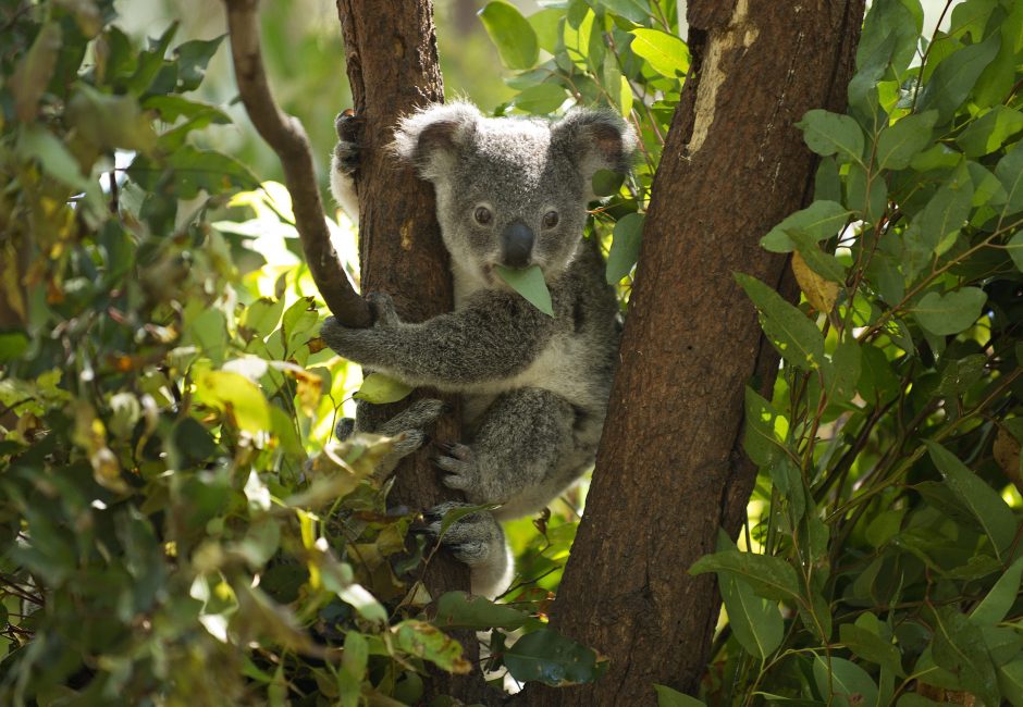 Perspėja: koalos gali išnykti