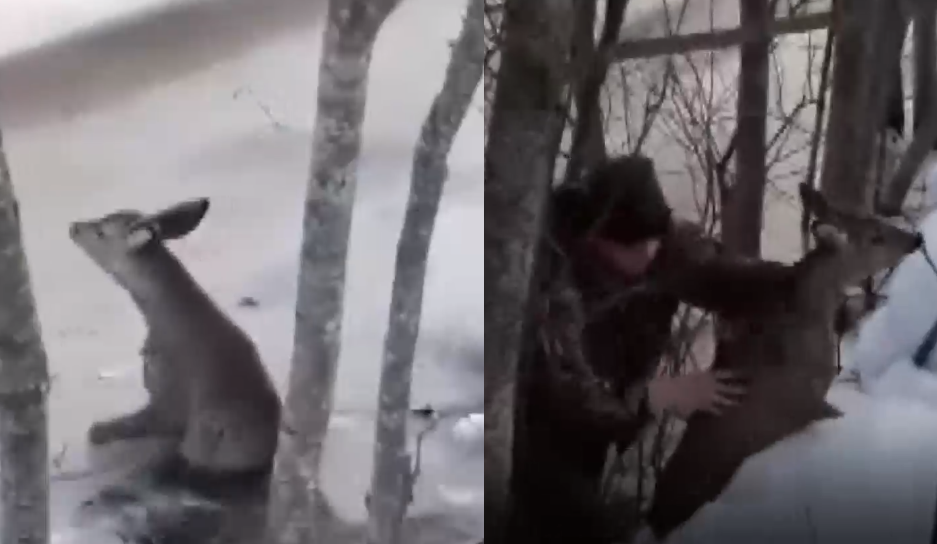 Medžiotojai išgelbėjo ant ledo įlūžusį stirniuką