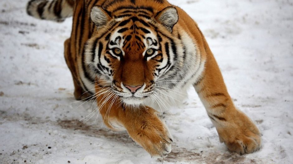 Tigrus saugo ir buvę brakonieriai