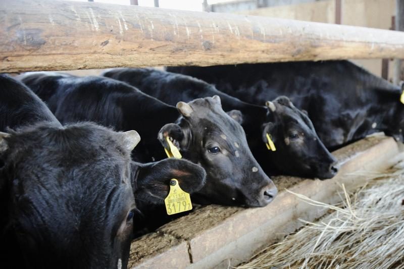 ES valstybės narės skuba sunaikinti iš Lenkijos importuotą nesveikų karvių mėsą