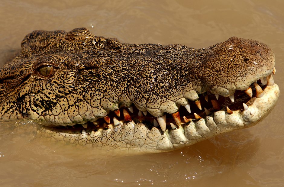 Krokodilo sužalota nuotaka susituokė ligoninėje