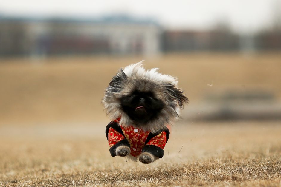 Žmonės liko sužavėti: šuo įveikė pusmaratonį ir laimėjo medalį