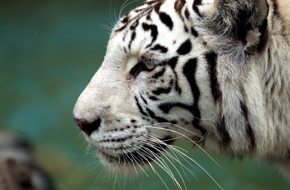 Neraminantys skaičiai: per kelis metus Nepale nugaišo 11 retų tigrų
