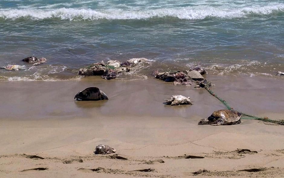 Meksikos paplūdimyje rasta 300 nužudytų nykstančių vėžlių