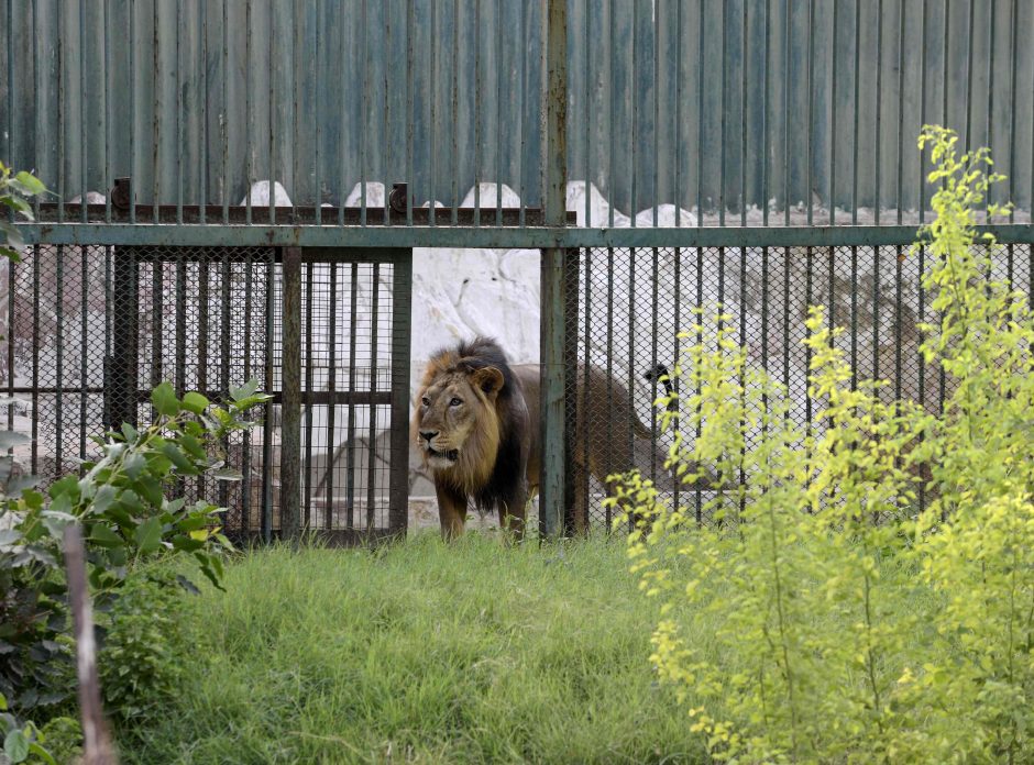 Incidentas Indijoje: liūtas sudraskė zoologijos sodo sieną perlipusį vyrą