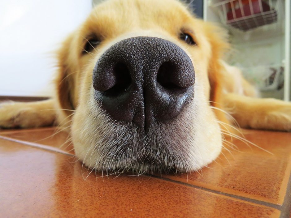 Ar tiesa, kad sausa šuns nosis perspėja apie galimą ligą?