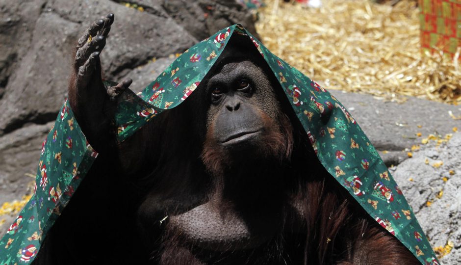 Orangutanui iš zoologijos sodo suteikta teisė į laisvę