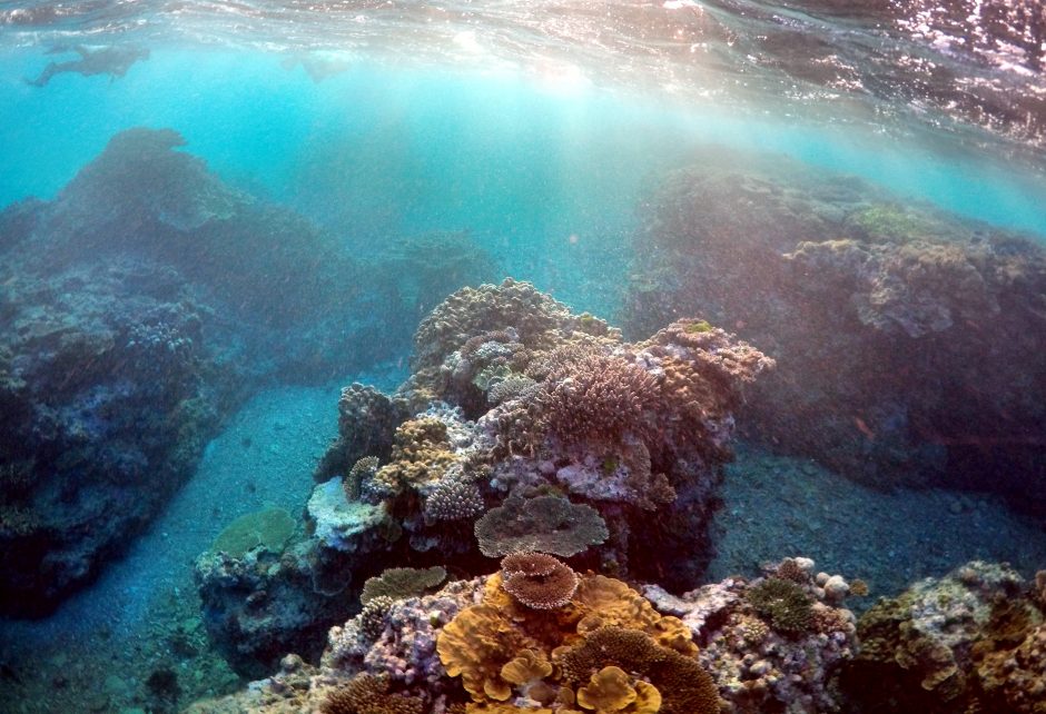 Trečdalis koralų kai kuriose Barjerinio rifo dalyse jau yra žuvę