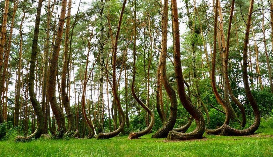 Paslaptingas miškas Lenkijoje: kodėl medžiai jame – „G“ raidės formos?