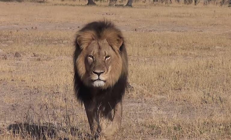 Zimbabvėje amerikietis dantistas nušovė turistų mylimą liūtą