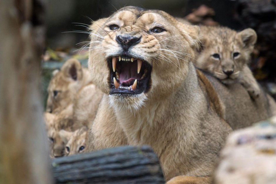 Rusijos zoologijos sode liūtė pasmaugė girtą vyrą