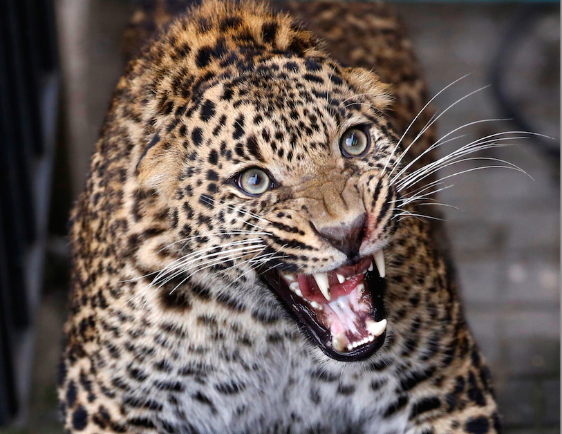 Indonezijos draustinyje pastebėti Javos leopardai