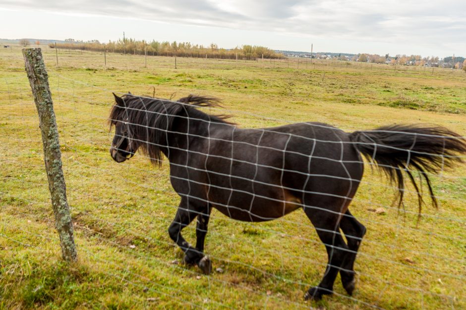 Dzūkijos žemėlapyje – Vido žemaitukų vardai