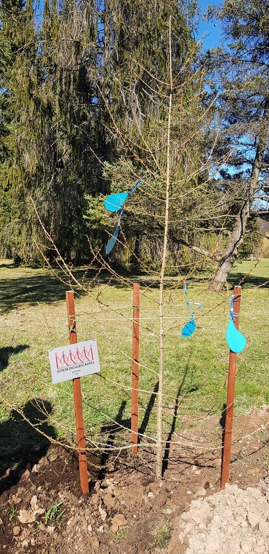 Botanikos sodą papuošė supratimo medis