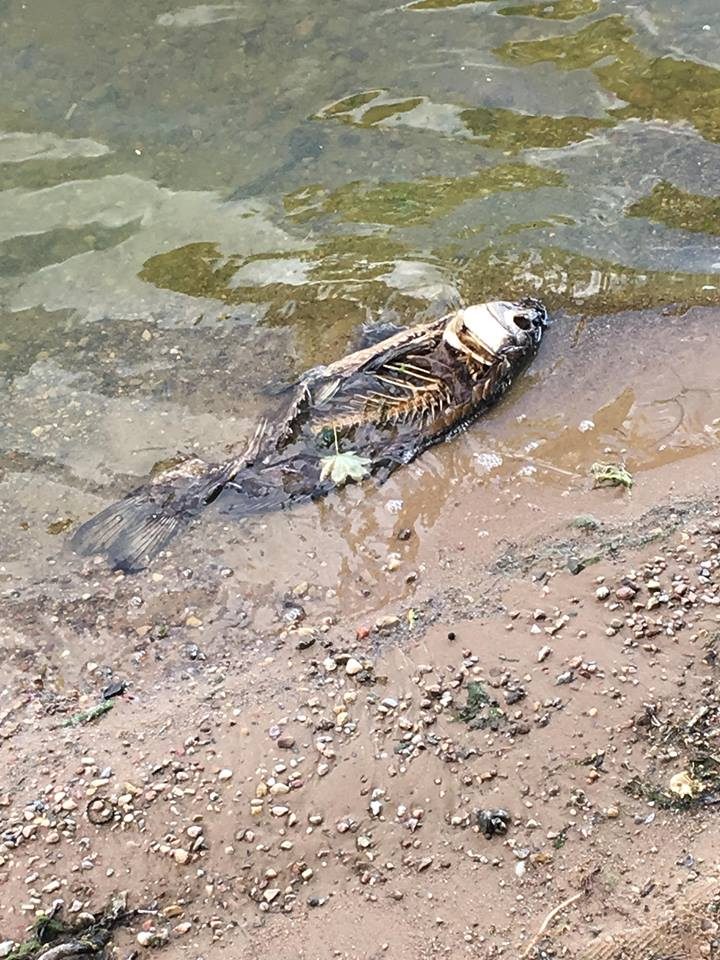 Skaitytoja išsigandusi: Kauno marių pakrantėje – negyvos žuvys