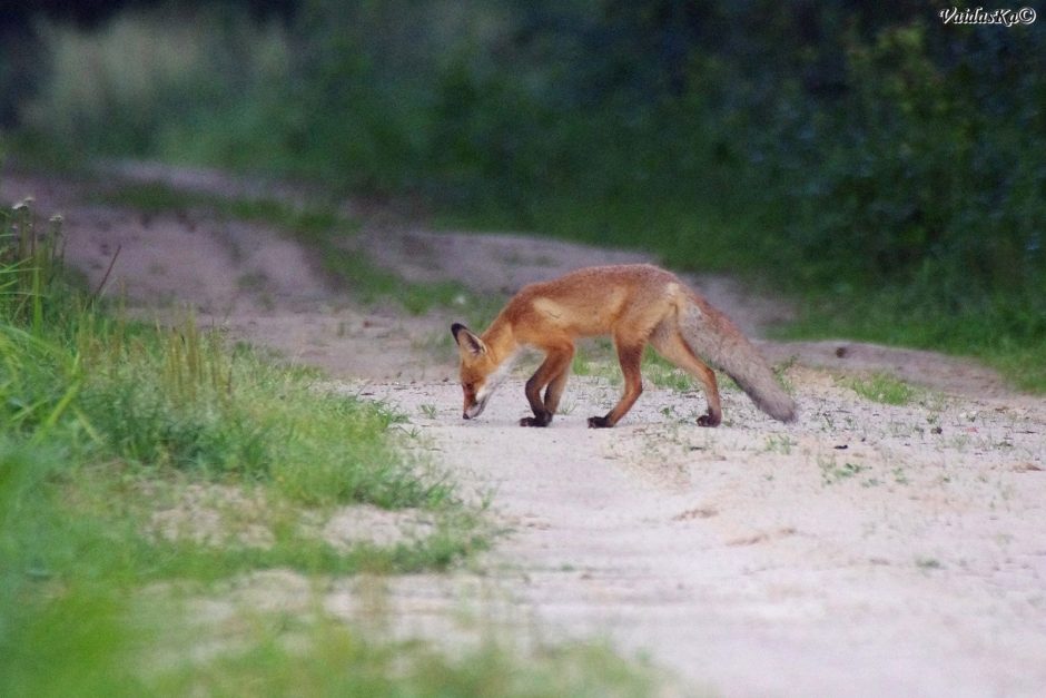 Tūkstančius sugraudinusi lapiukų istorija: nušauti – legalu, bet ar žmogiška?