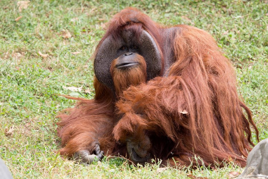 Amerikoje nugaišo ženklų kalbą mokėjęs orangutanas