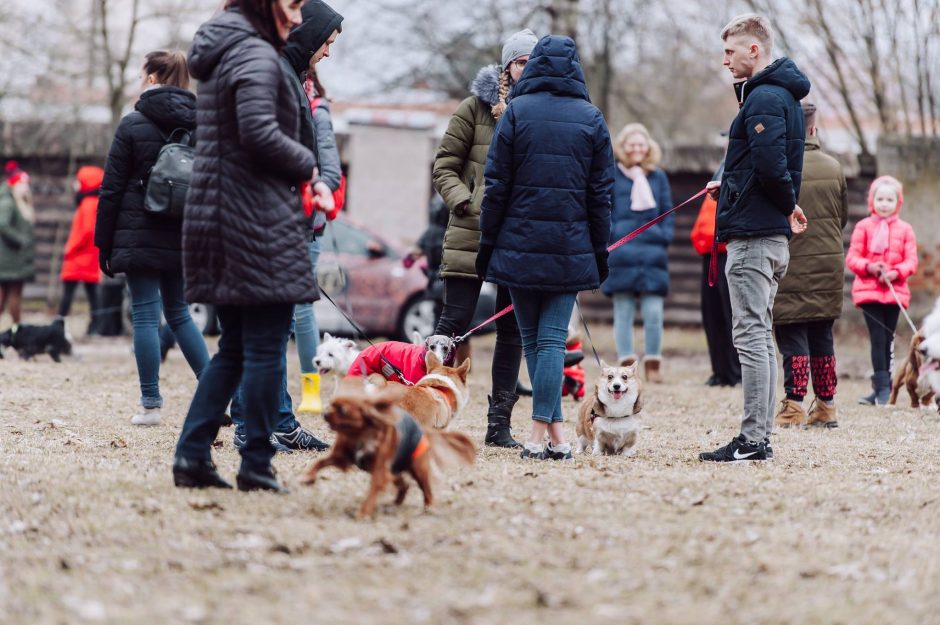 Savaitgalį šunys okupavo Pažaislio prieigas