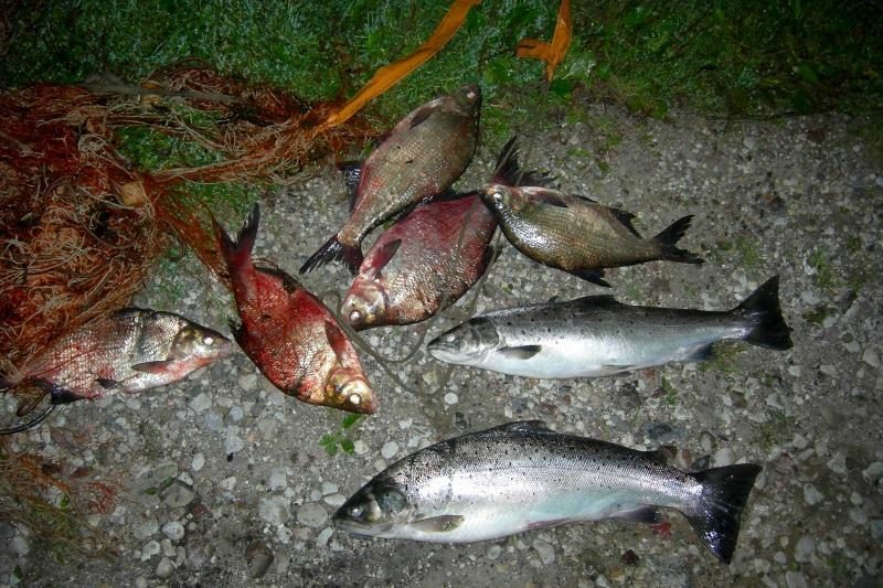 Brakonieriai įkliuvo su įkalčiais rankose, rasta šimtai įvairių žuvų