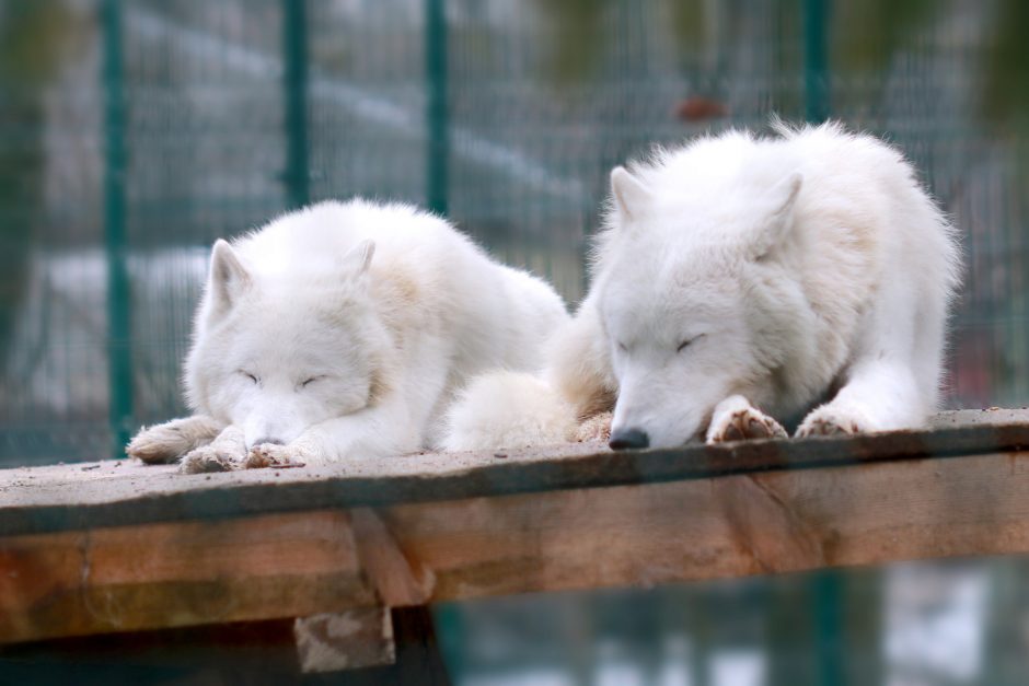 Miegas gyvūnų pasaulyje – kodėl vienų ilgas ir ramus, o kiti miega tik 2 valandas?
