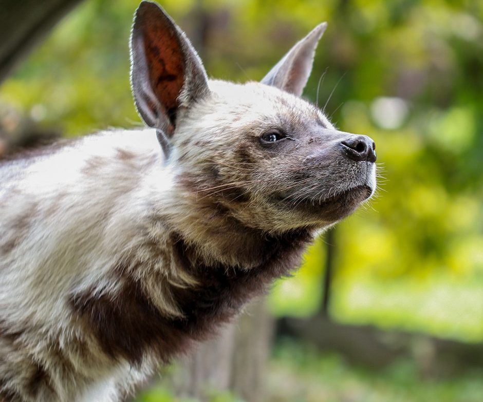 Zoologijos sode – besijuokianti ir atnaujų namų laukianti hiena