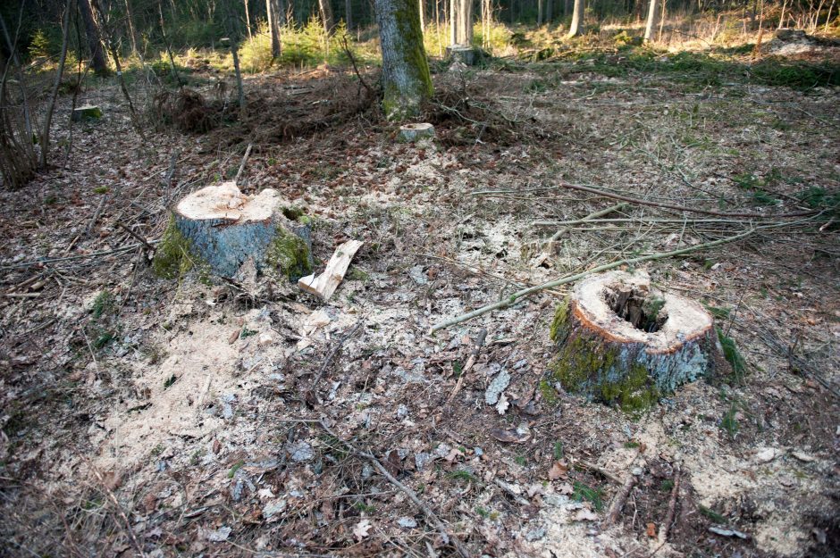 Molėtų rajone neteisėtai iškirstas miškas ir pavogta mediena