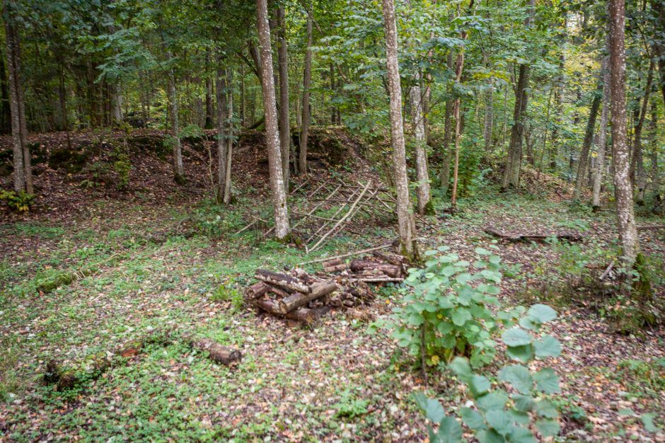 Vilkijos apylinkių miškuose – elnių vestuvių ritualai (vaizdo įrašas)