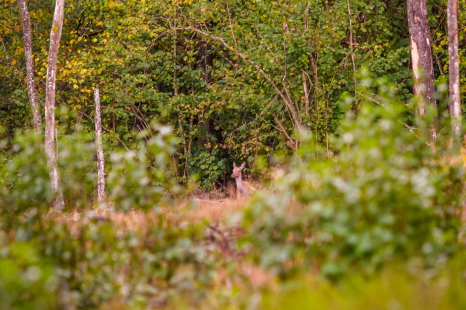 Vilkijos apylinkių miškuose – elnių vestuvių ritualai (vaizdo įrašas)