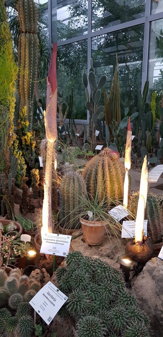 Meilės dieną Botanikos sode pražydo egzotikos mėgėjus traukiantys augalai