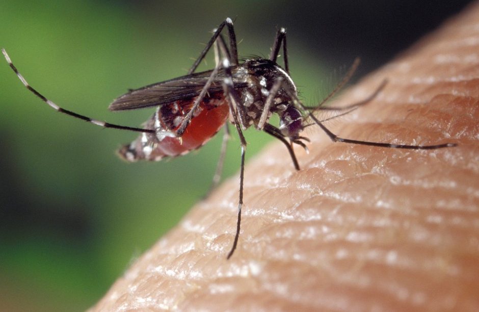Pasaulinę maliarijos dieną – svarbūs priminimai keliautojams