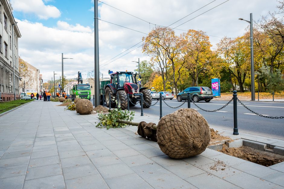 Kaunas toliau žaliuoja: naujieji medžiai – jau ir Vytauto prospekte
