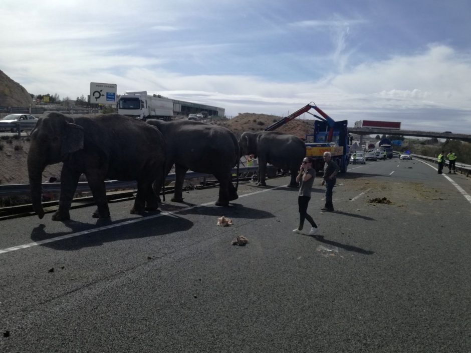 Ispanijoje apvirto cirko sunkvežimis su drambliais