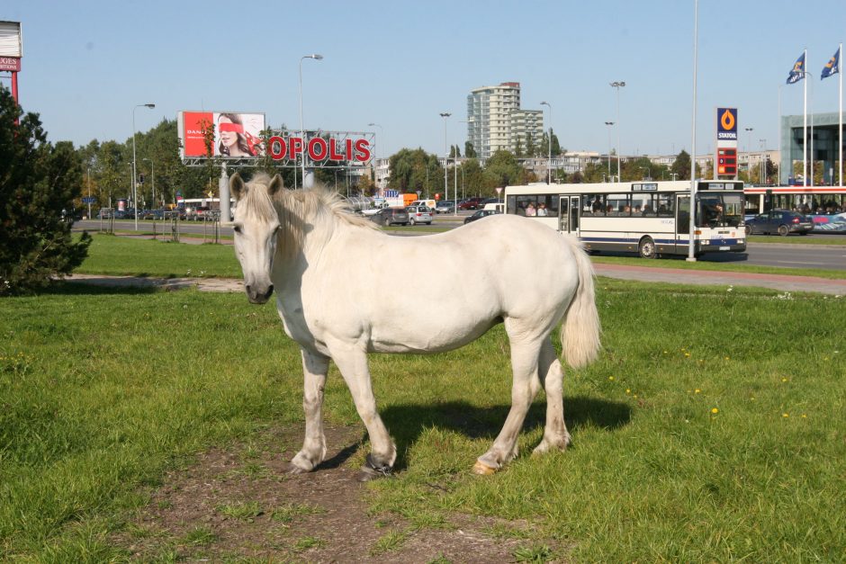 Klaipėdoje nyksta kaimiškos apraiškos