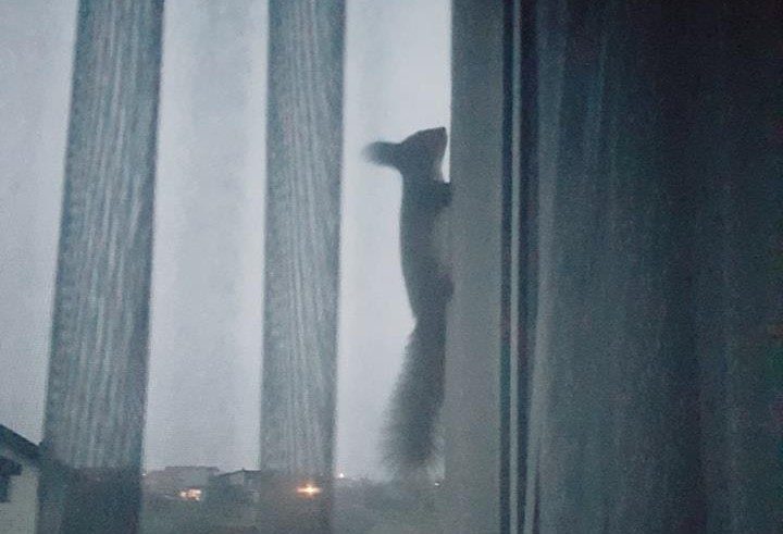 Kas rytą – voverės 