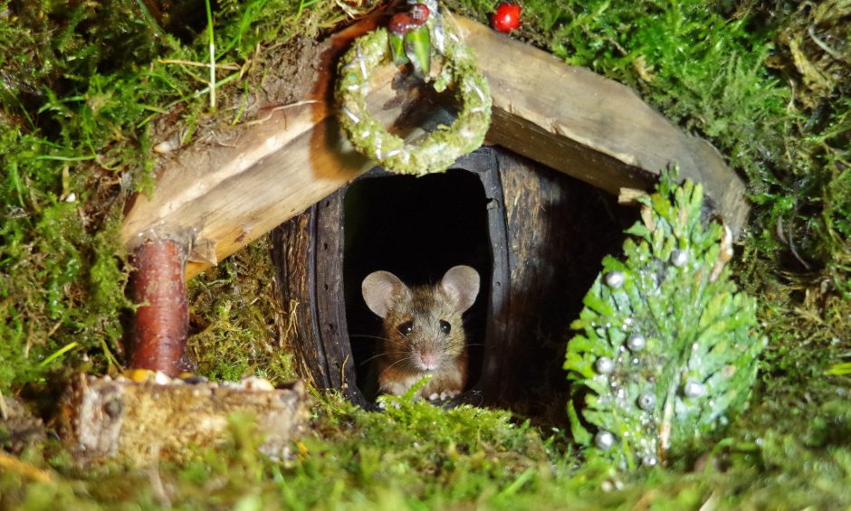 Miniatiūrinis kaimas pelėms