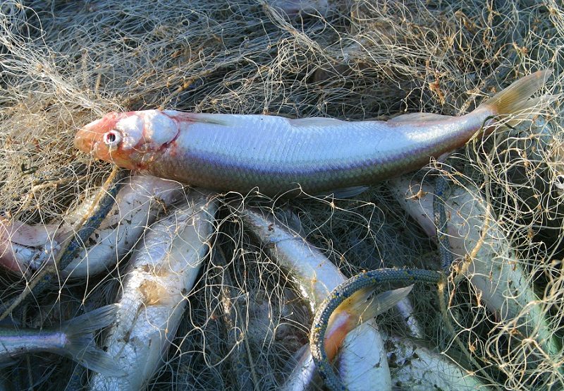 Skaičiuos žuvis uosto akvatorijoje