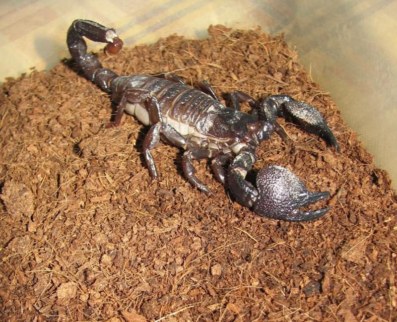 Lietuvos zoologijos sode apsigyveno itin draugiškas skorpionas