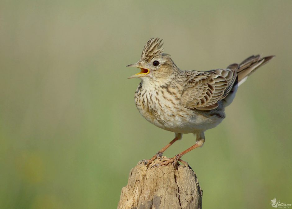 Ornitologas: kol kas į Lietuvą sugrįžta tik drąsiausi paukščiai