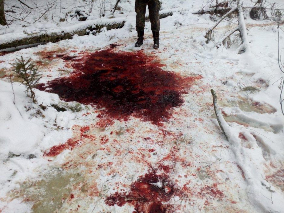 Kas Kauno rajone nušovė elnius?