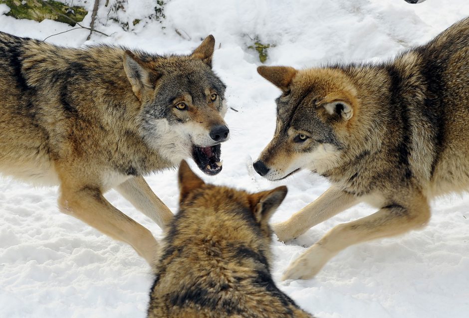 Švedijoje, nepaisant gamtosaugininkų pasipiktinimo, leista medžioti vilkus