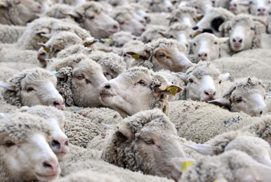 Pietų Prancūzijoje išsigandusios lokio į tarpeklį nukrito 200 avių