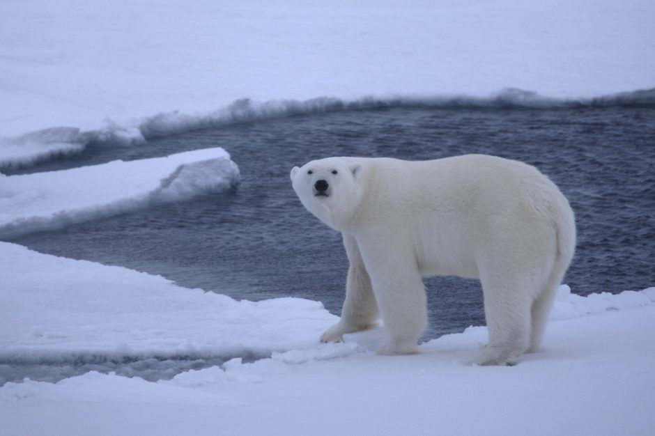 Arktyje užregistruota aukščiausia oro temperatūra per 115 metų