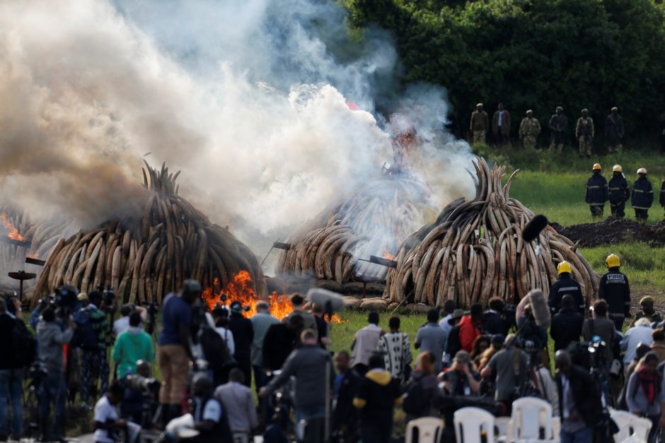 Kenija užkūrė didžiausią pasaulyje dramblio kaulo laužą