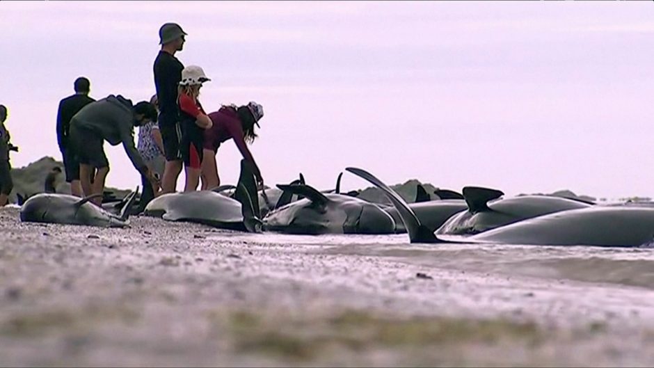 Naujojoje Zelandijoje banginių krizė jau pasibaigė