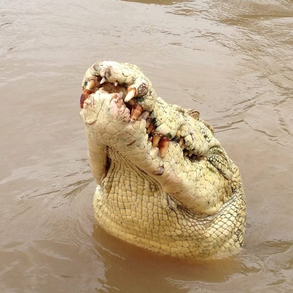 Krokodilas, pramintas Maiklu Džeksonu, sudraskė žveją